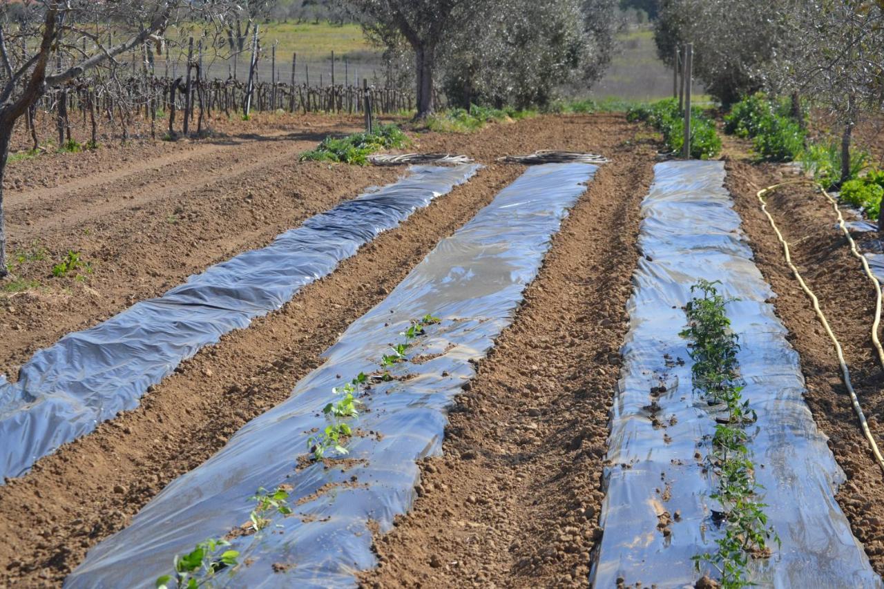 Agriturismo Il Laghetto Grosseto Ngoại thất bức ảnh